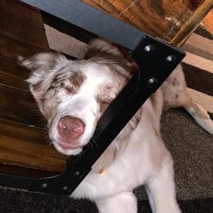 Meet your Posher, James